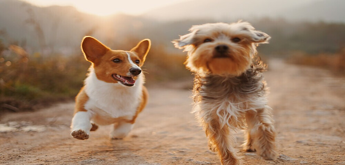 cute dogs running