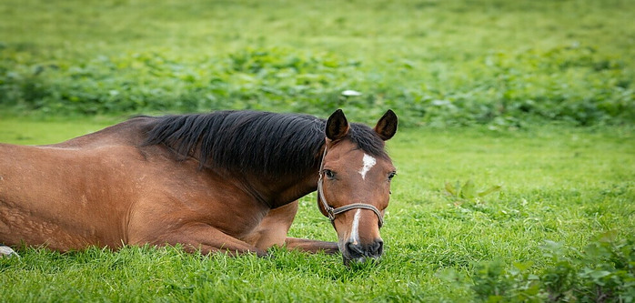 horse in field